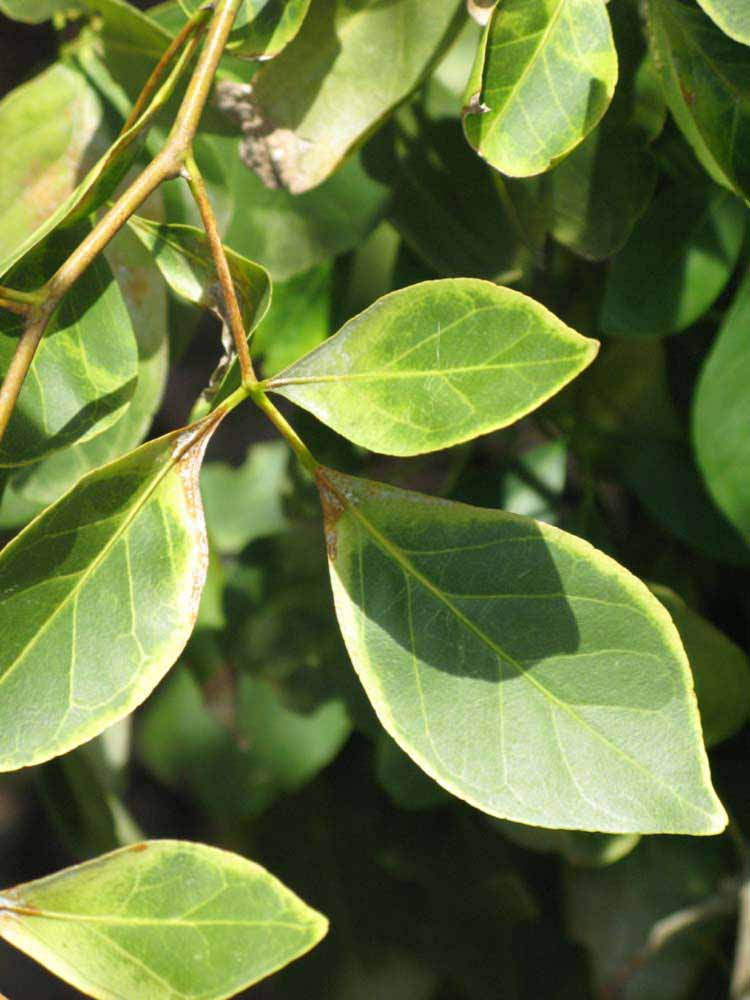            Sun leaves (Nigerian Powder Flask, Winter Haven, FL)   